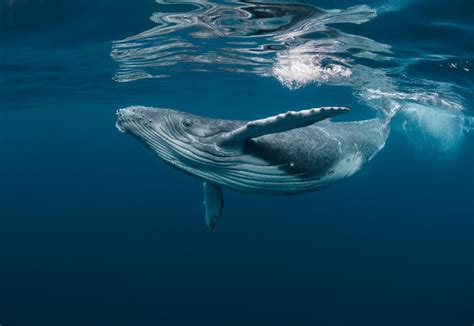 de waanzinnige walvis bedreigde dieren wwf rangers