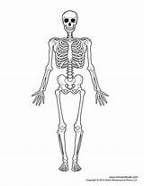 Skeleton Skeletal Bones Unlabeled Anatomy Labeled sketch template