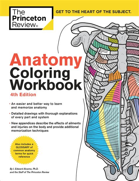 anatomy coloring workbook  edition   princeton review