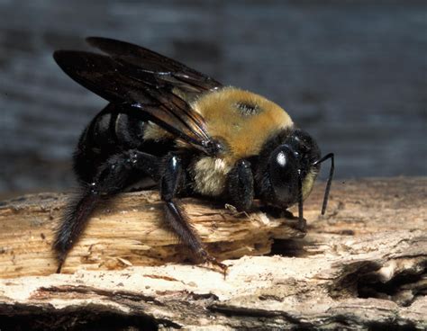 eastern carpenter bee mdc discover nature