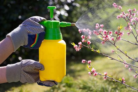 Homemade Fruit Tree Spray Pest Control Options