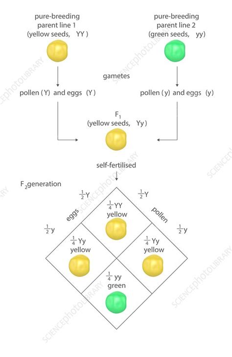 Mendelian Genetics Punnett Square Stock Image C023 8581 Science