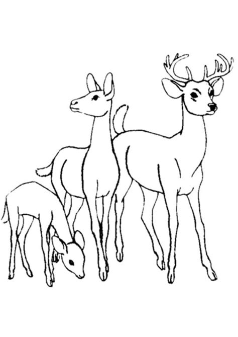 easy  print deer coloring pages tulamama