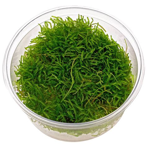 delicate moss java moss save  green