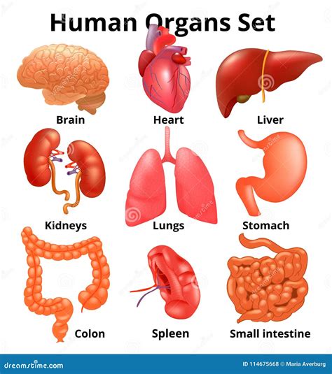 realistic human organs set anatomy stock vector illustration   lung