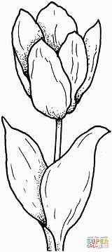 Tulip Tulpe Tulipe Kolorowanki Tulipan Tulpen Tulipano Druku Kolorowanka Tulipani Malvorlagen Stampare Tulips Malvorlage Supercoloring Originale Schoene Tulp Kleurplaat Disegnare sketch template