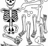 Coloring Skeleton Pages Body Human Bone Bones Systems System Parts Muscular Preschoolers Color Printable Getcolorings Anatomy Kids Print Printables sketch template