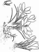 Crocus Coloring Pages Flower Printable Recommended Kids Color sketch template