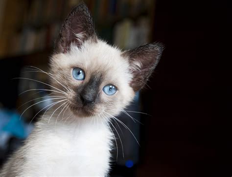 cutest cat breeds  kittens readers digest