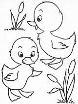 Ducks Bordar Calcar Pintura Granja Zenon Riscos Galinhas Colorir Bordados Diseños Maquina Tracing Máquinas Máquina Búhos Animalitos Pavao Pato Ayayhome sketch template