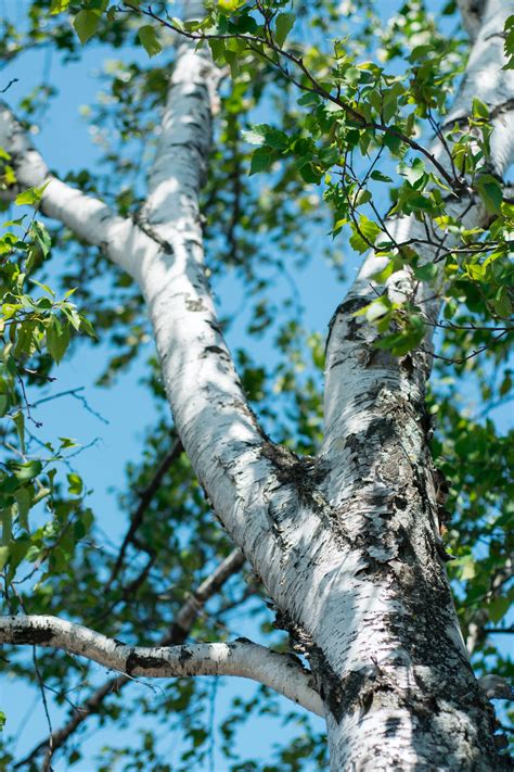 birch tree pictures hd   images  unsplash