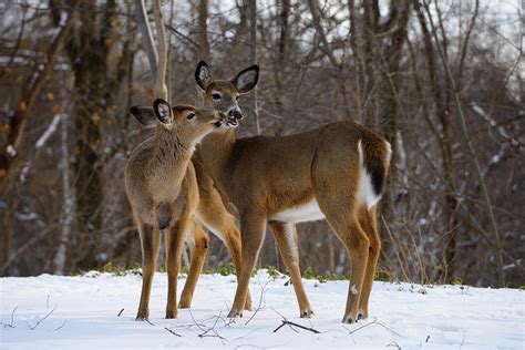 two white tailed doe deer kissing in winter in a backyard in a t