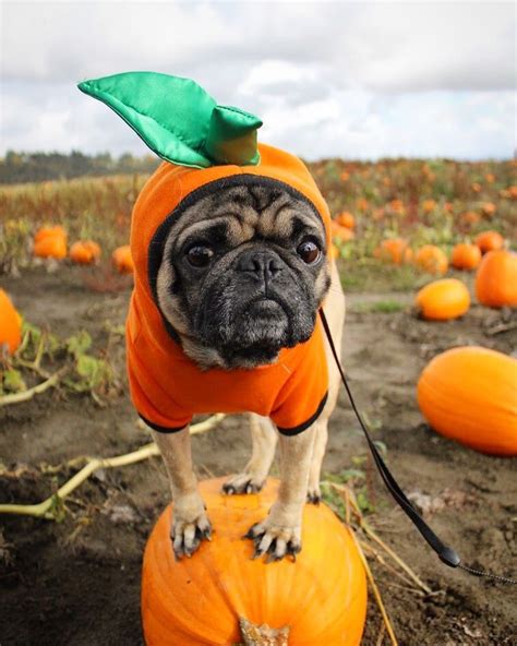 bored pugs whos ready  halloween  dont