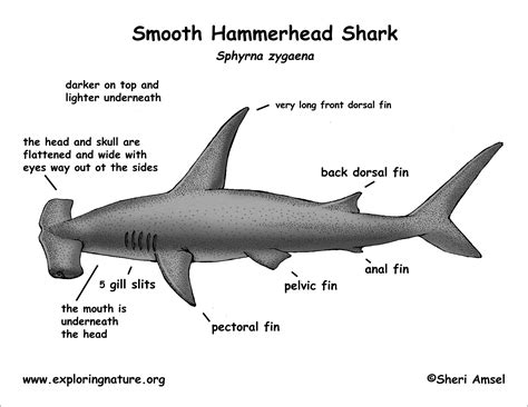 smooth hammerhead shark anatomy coloring page coloringbay