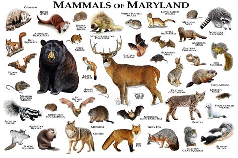 land mammals  maryland poster print maryland mammals field etsy