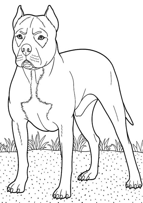 cute boxer coloring pages coloring pages