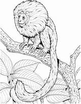 Tamarin Coloring Clipart Monkey Pages Lion Golden Drawings 32kb 2131 Clipground sketch template