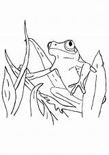 Frog Coloring Pages Tree Red Coloring4free Tadpole Eyed Eye Getcolorings Frogs Surinam Getdrawings Drawing Parentune Color Printable Books sketch template