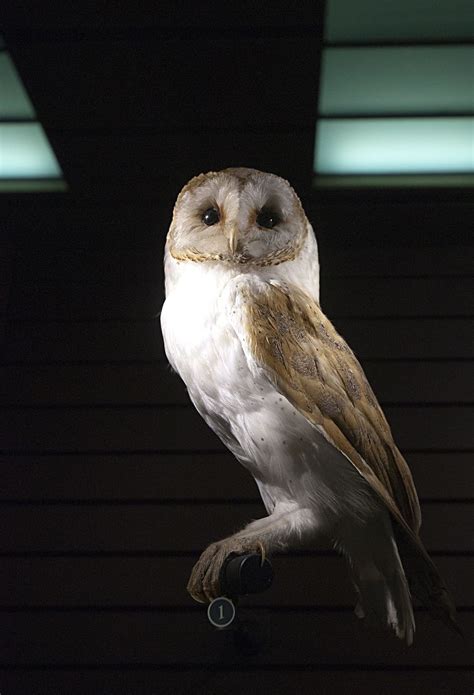 hd wallpaper white  gray owl barn owl owl barn raptor bird