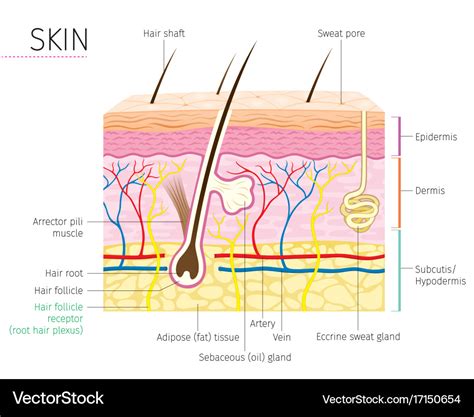 human anatomy skin  hair diagram royalty  vector