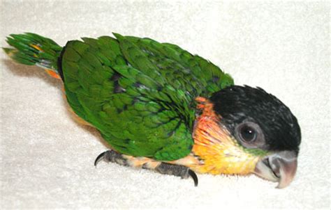 black headed caique facts pet care temperament price pictures