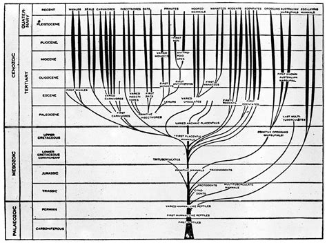 charts tree plants  animal stem paleozoic mesozoic  cenozoie