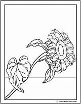Sunflower Coloring Realistic Pages Colorwithfuzzy sketch template