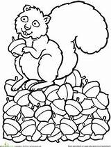 Squirrel Scaredy Squirrels Acorn Colouring sketch template