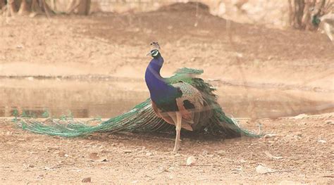 Peacocks Don’t Have Sex Says Rajasthan Hc Judge Who Wants