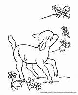 Coloring Animal Lamb Pages Sheep Animals Easter Farm Printable Color Sheets Lambs Spring Kids Drawing Cute Colouring Flowers Sheet Little sketch template