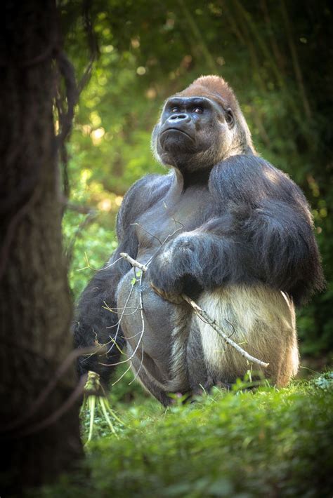 silverback checking   animals beautiful animals majestic