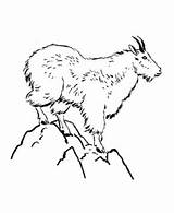 Rainier Designlooter Goat sketch template