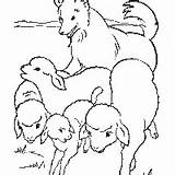 Ovelhas Wolves Cão Tudodesenhos Cao Sheeps Insertion sketch template