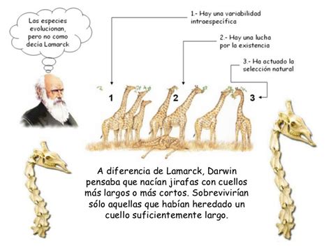Triple C Teoría Evolución Seres Vivos Darwin
