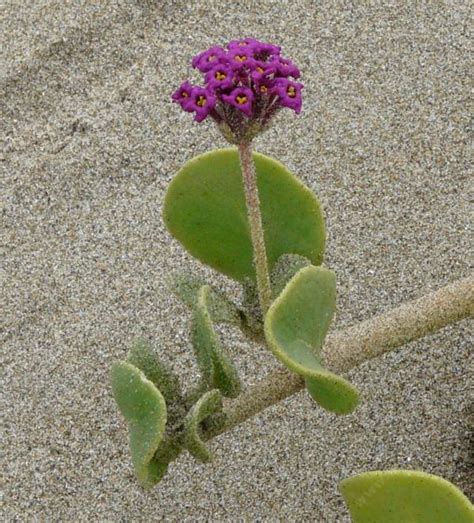 Abronia Maritima Sand Verbena