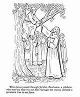 Zacchaeus Tree Coloringhome Climbs Teaches Kunjungi Sycamore Disimpan sketch template
