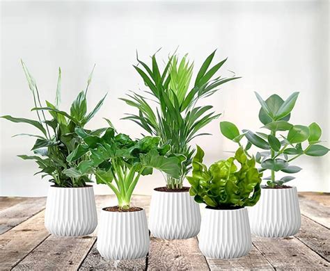 set van  luchtzuiverende planten verbetert de luchtvochtigheid