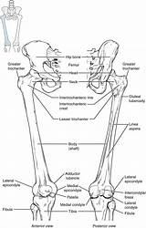 Anatomy Lower Bones Limb Femur Leg Knee Human Patella Physiology Bone Thigh Bony Tibia Joint Muscles Figure Diagram Extremity Hip sketch template