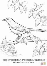Supercoloring Ausmalbild Staats Vogel Mockingbird Ausdrucken sketch template