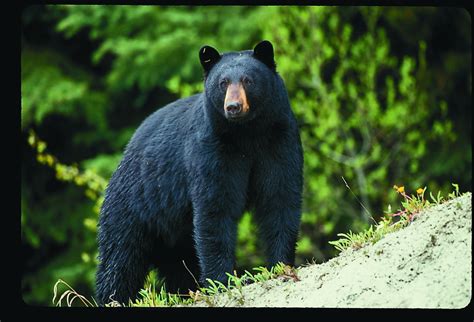 black bear study underway  missouri missouri department  conservation