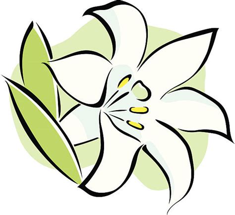 Easter Lily Illustrations Royalty Free Vector Graphics