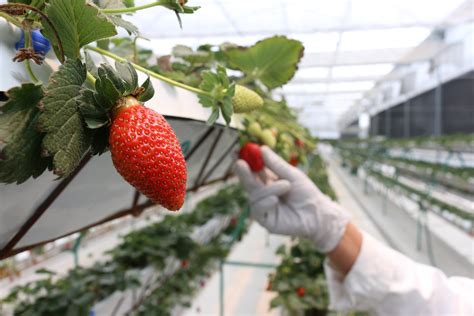 las fresas tendran   mas de vida gracias  la tecnologia plantas