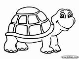 Coloring Turtle Preschool Pages sketch template