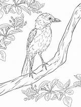 Coloring Bird Pages Realistic Flying Sketchite Via sketch template