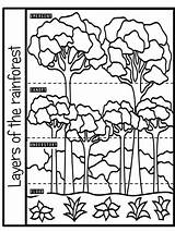Rainforest Worksheet sketch template