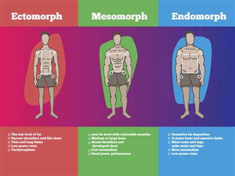 Endomorph Diet Meal Plan And Exercises Organic Facts