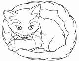 Coloring Pages Kitten Cat Realistic Cute Template Color Baby Templates Colouring Sleeping Kittens Shape Clipart Animal Cartoon Popular Library Coloringhome sketch template