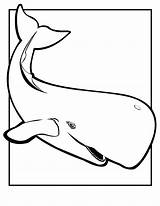 Whales Sperm sketch template