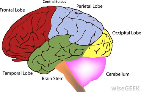 What Is The Superior Temporal Lobe With Pictures