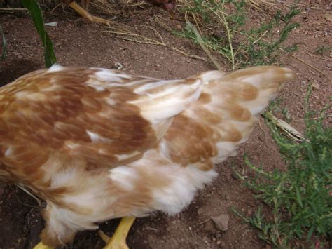 golden sex link pics backyard chickens learn how to raise chickens